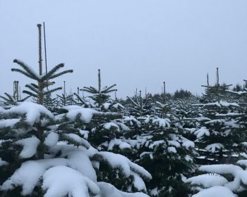 Hvide juletræer